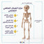 لعبة هيكل عظمي
