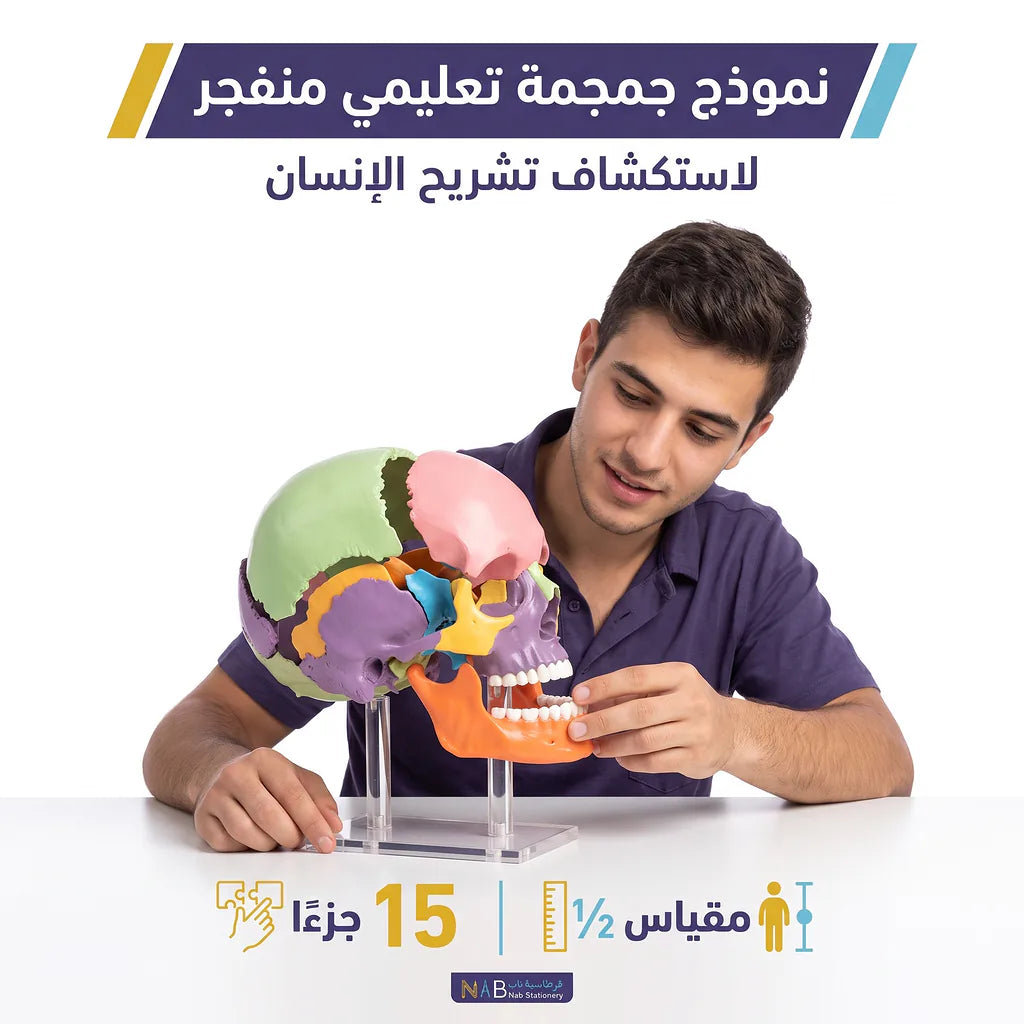 نموذج جمجمة Secondary image