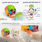 نموذج جمجمة