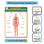 كتاب الجهاز الهضمي والعصبي
