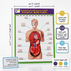 كتاب أعضاء جسم الانسان الداخلية