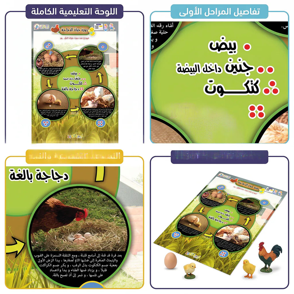 كتاب دورة حياد الدجاجة