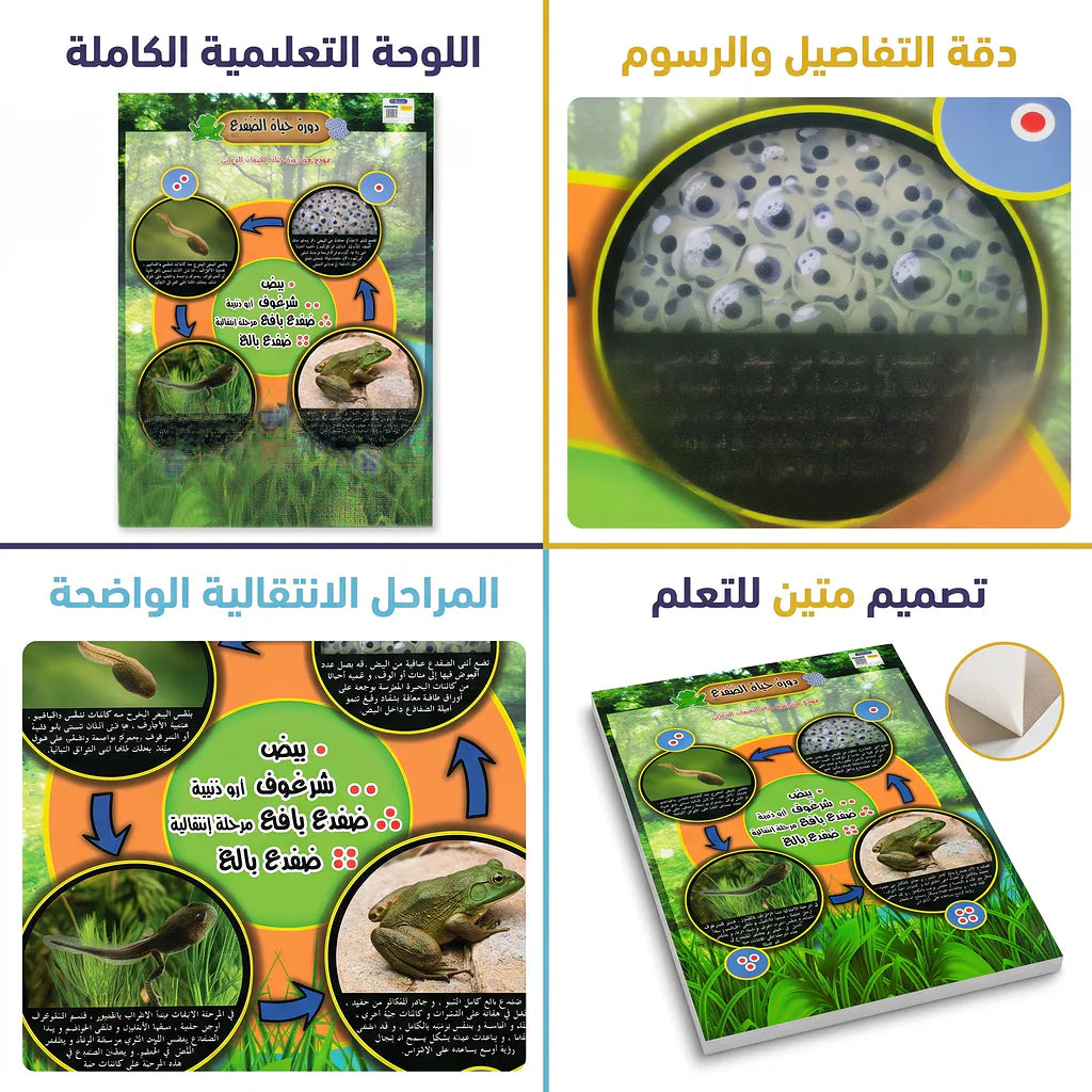 كتاب دورة حياة الضفدع Secondary image