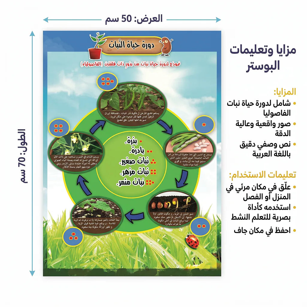 كتاب دورة حياة الفراشة