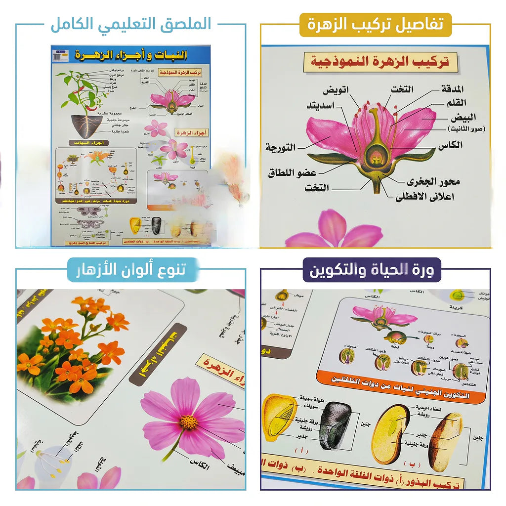 كتاب النبات وأجزاء الزهرة Main image