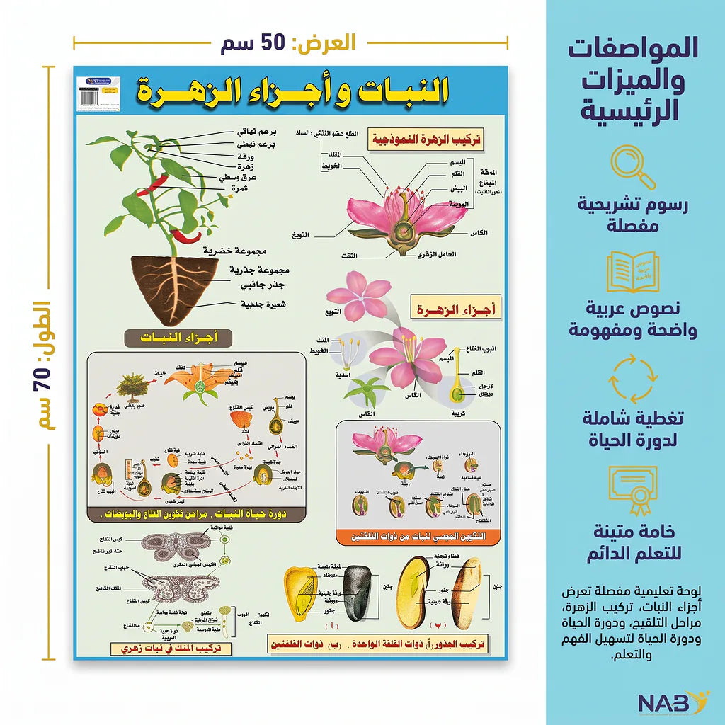 كتاب النبات وأجزاء الزهرة