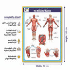 كتاب الجهاز العضلي