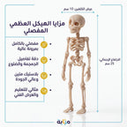 لعبة هيكل عظمي