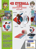 4D نموذج عين