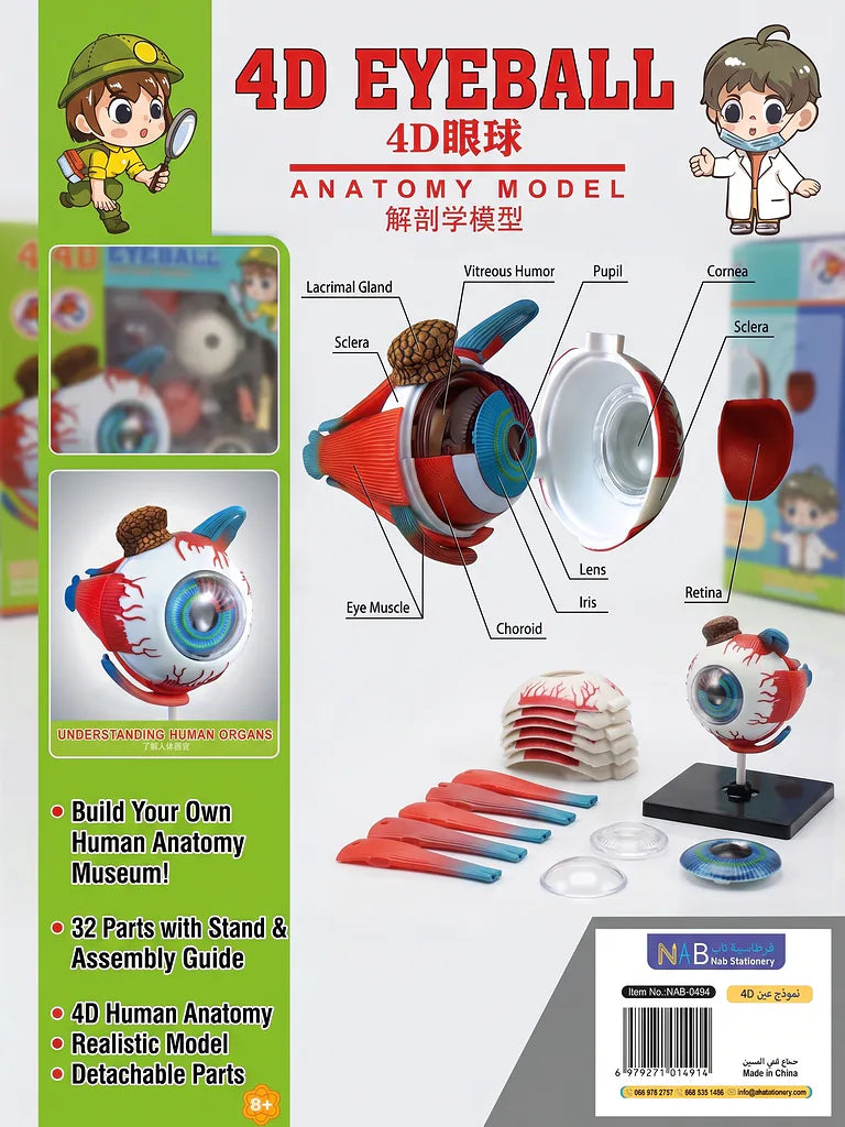 4D نموذج عين