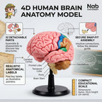 4D نموذج دماغ