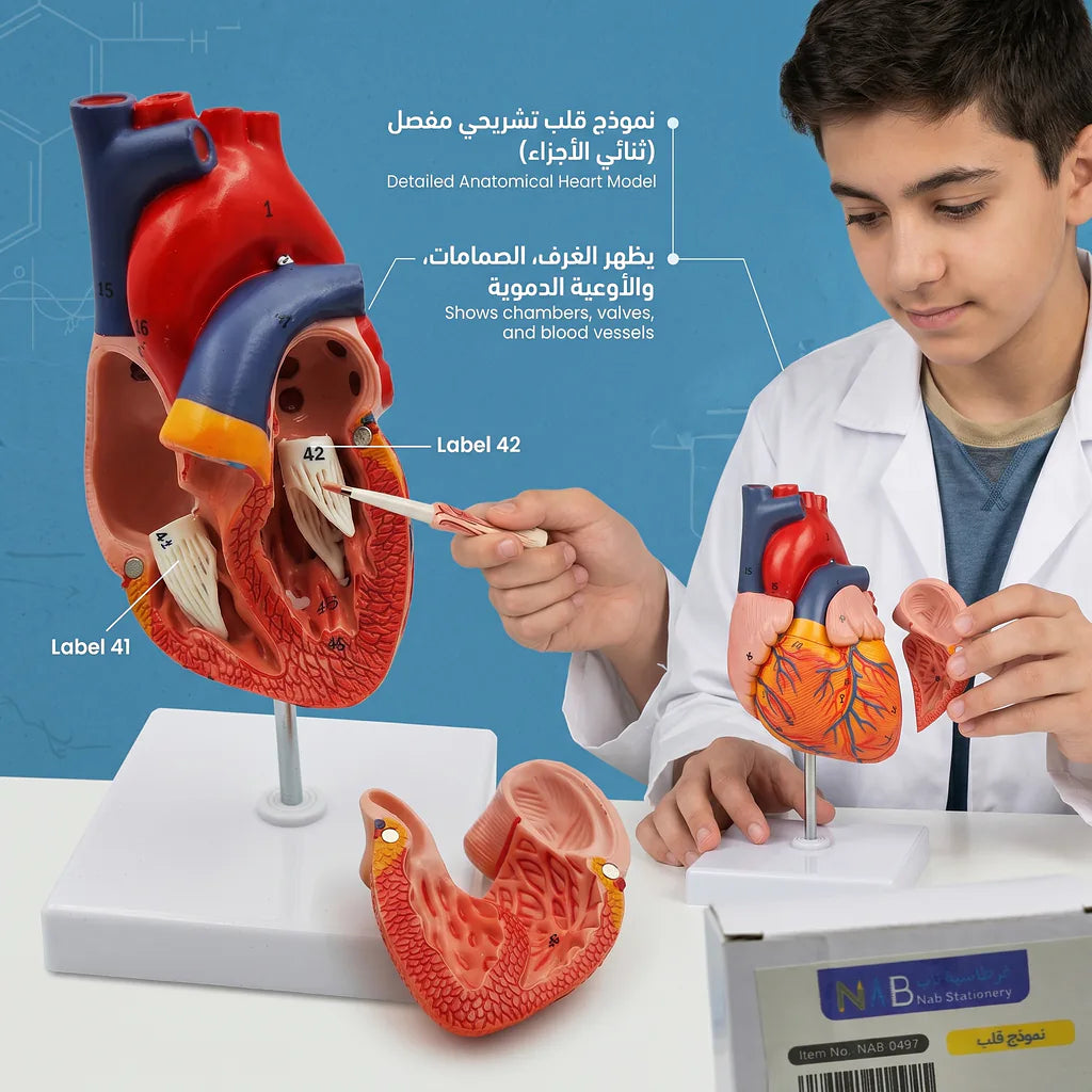 نموذج قلب الصورة الرئيسية للمنتج