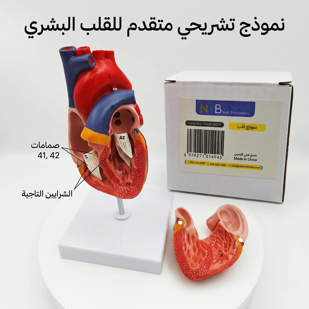 نموذج قلب