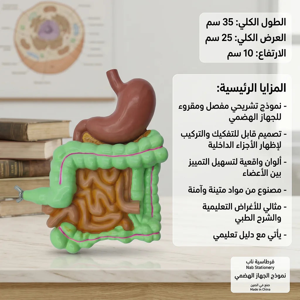 نموذج الجهاز الهضمي الصورة الثانوية للمنتج