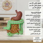 نموذج الجهاز الهضمي